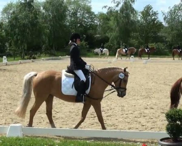 dressage horse Dschinny (Westphalian, 2000)