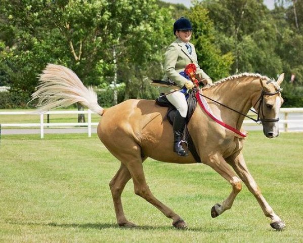 horse Birchcol Macaroon Gold (Scottish Sports Horse, 2007, from McJonnas)