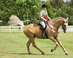 Pferd Birchcol Macaroon Gold (Scottish Sports Horse, 2007, von McJonnas)