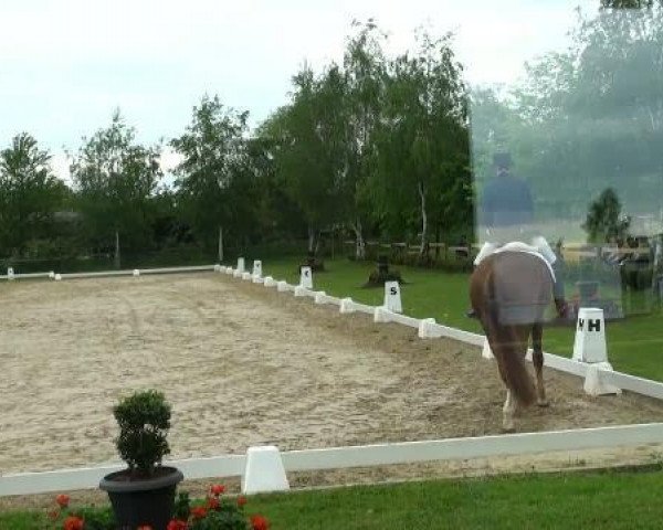 dressage horse Breitinger (Hanoverian, 2005, from Breitling W)