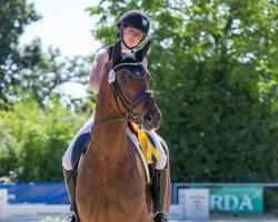 dressage horse Quintus 202 (Hanoverian, 2017, from Quantensprung 3)