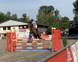 jumper Beatrix 32 (anglo european sporthorse, 2015, from Best Off Uniek Z)