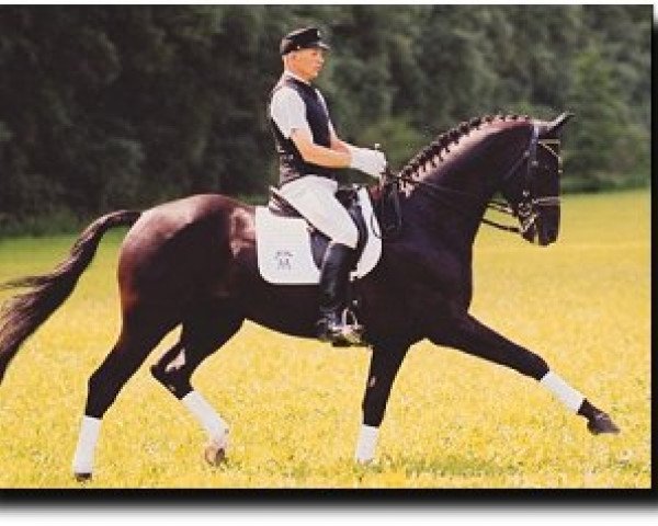 horse Epikur (Hanoverian, 1996, from Espri)