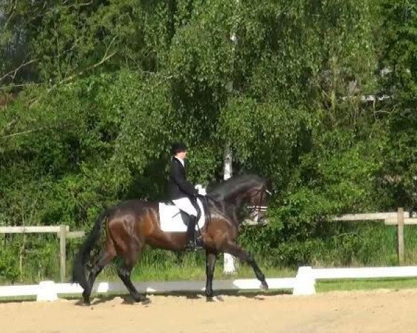 dressage horse Dooley's (Oldenburg, 2002, from Davignon II)