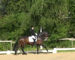 dressage horse Dooley's (Oldenburg, 2002, from Davignon II)