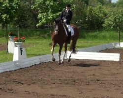 dressage horse Balinero 2 (Hanoverian, 2003, from Brentano II)