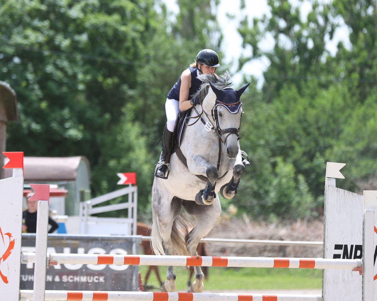 jumper Dolce vita 176 (Holsteiner, 2012, from Cool Man K)