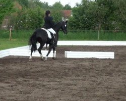 dressage horse Valentina 71 (German Riding Pony, 2007, from Veivel R)