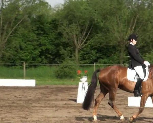 dressage horse Hedda Gabler (Hanoverian, 2006, from Hochadel)