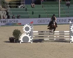 Springpferd Quick Casey (Holsteiner, 2011, von Quarz Ask)