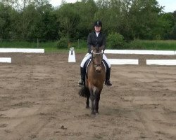 dressage horse Anjou 70 (Westphalian, 2006, from Golden Atreju)