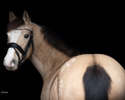 dressage horse Maia (German Riding Pony, 2008, from The Braes My Mobility)