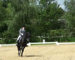 dressage horse Sumo 4 (Hanoverian, 1999, from Sugunas xx)