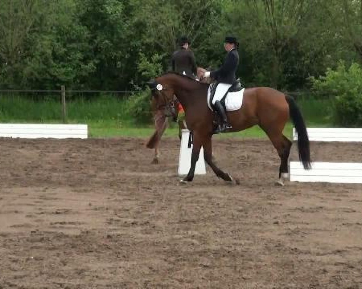 Dressurpferd Flying Dream 22 (Westfale, 2002, von Florestan I)