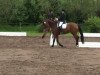 dressage horse Flying Dream 22 (Westphalian, 2002, from Florestan I)