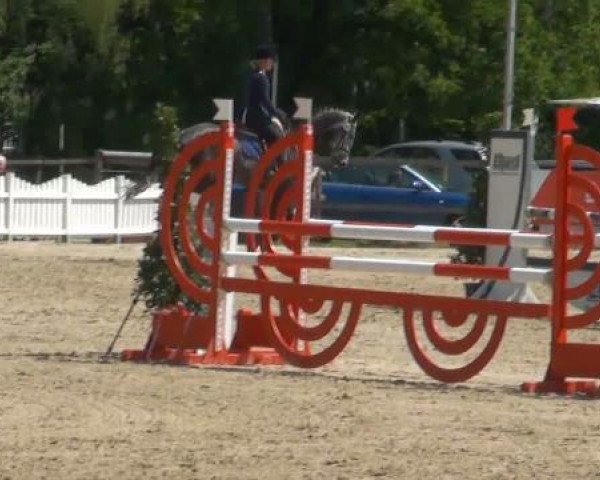 eventing horse Don Carlo 18 (Trakehner, 2006, from Starway)