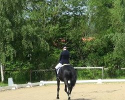 dressage horse Danny Bo (Oldenburg, 2002, from Del Piero)