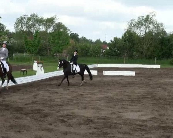dressage horse Landry (German Riding Pony, 2000, from Lady's Wise Guy)