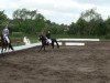 dressage horse Landry (German Riding Pony, 2000, from Lady's Wise Guy)