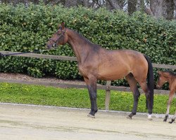 broodmare Celebrate S (Westphalian, 2017, from Conthargos)