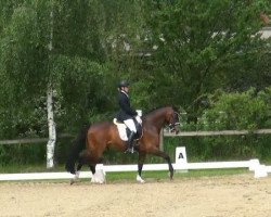 dressage horse Little Lion 28 (Danish Warmblood, 1998, from Leandro)