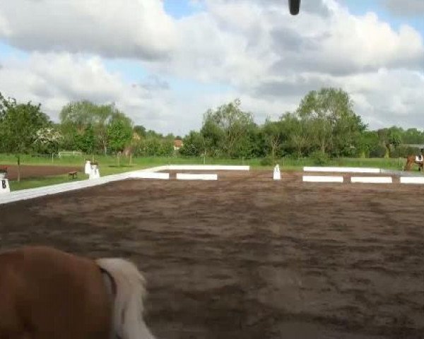 dressage horse Good times 4 (German Riding Pony, 2003, from Golden Dandy)