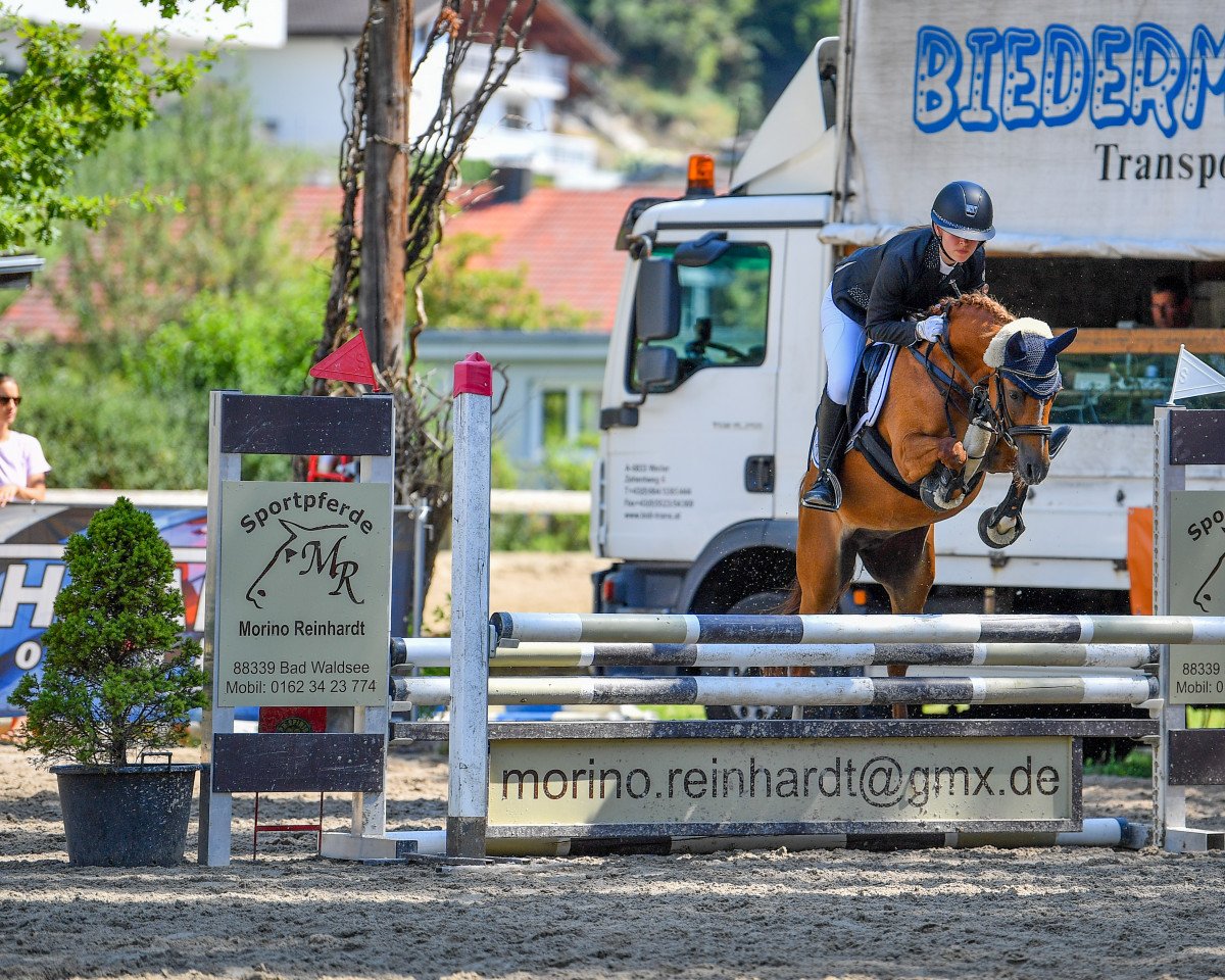 Zuchtstute Kaiserbach Dreaming Aurelia (Welsh Pony (Sek.B), 2014, von Cadlanvalley Valient)