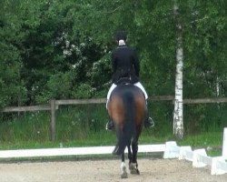 dressage horse Fabio 79 (Hanoverian, 1999, from Feiner Graf)