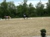 dressage horse Dell - Rock (German Riding Pony, 2008, from Danny Gold)