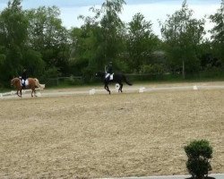 dressage horse Dell - Rock (German Riding Pony, 2008, from Danny Gold)