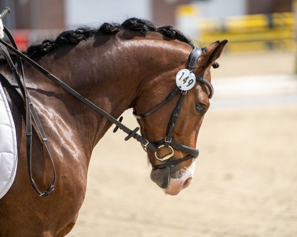 dressage horse Best Choice For Me (German Riding Pony, 2018, from Best Boy)