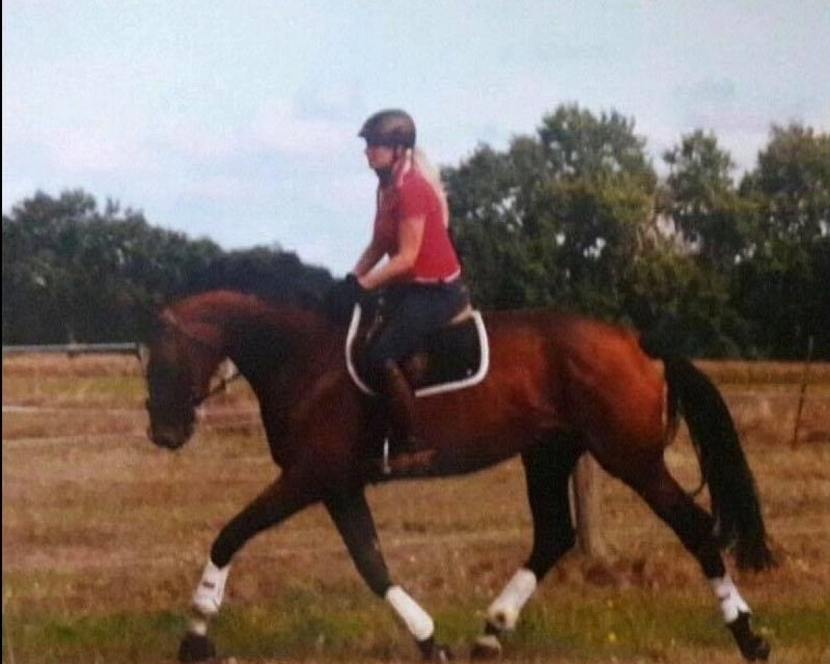 broodmare Berenike (Hanoverian, 2013, from Bretton Woods)