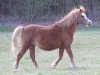 Zuchtstute Patricia (Welsh Mountain Pony (Sek.A), 1993, von Moorcock Bracken)