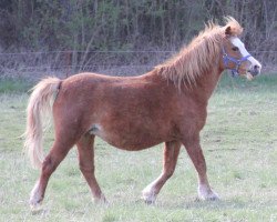 Pferd Patricia (Welsh Mountain Pony (Sek.A), 1993, von Moorcock Bracken)