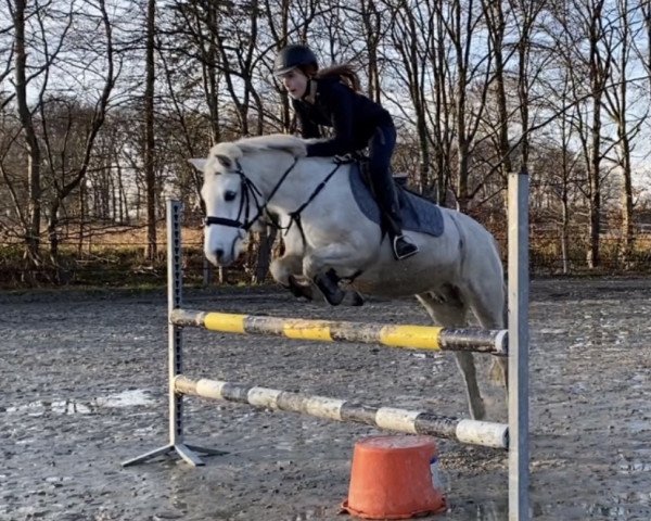 jumper Cocokiki (KWPN (Royal Dutch Sporthorse), 2003)