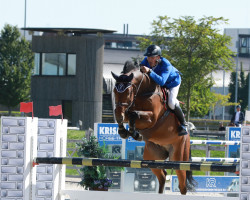 jumper Dawson DH Z (Zangersheide riding horse, 2013, from Donckervoort Dh)