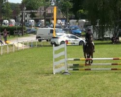 jumper Woodpicker xx (Thoroughbred, 1999, from Peking Opera xx)