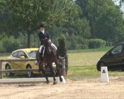 dressage horse Piquet Noir (Oldenburg, 2002, from Pik Noir)