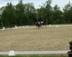 dressage horse Reliana 2 (Württemberger, 2008, from Scolari)