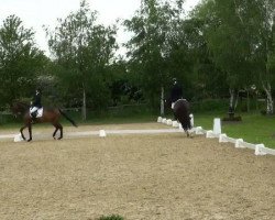 dressage horse Sienna 29 (Westphalian, 2008, from Sir Donnerhall I)