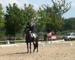 dressage horse Scoville (Westphalian, 2005, from Stedinger)