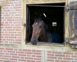 jumper Nassau 2 (KWPN (Royal Dutch Sporthorse), 2001, from Bmc Nassau)