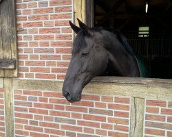 jumper Cerobino (Oldenburg, 2000, from Canaster I)