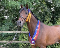 jumper Chunkey Monkey OLD (Oldenburg show jumper, 2018, from Conthargos)