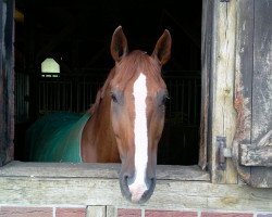 jumper Extra Choice (Hanoverian, 1997, from Escudo I)