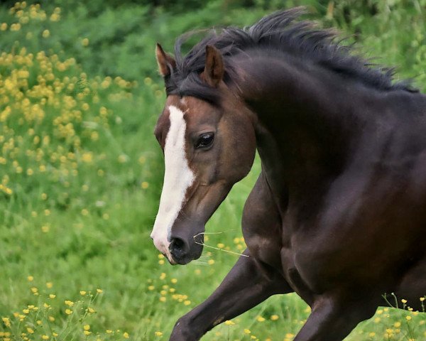 dressage horse Mac Fly schafft alles (unknown, 2009)