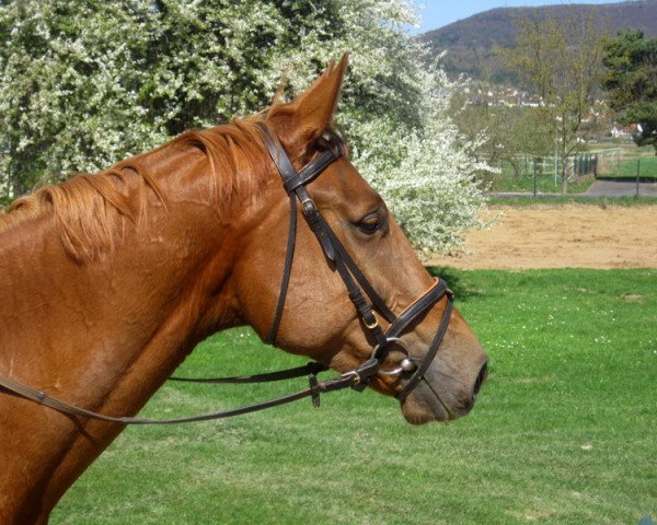 dressage horse Salopard (German Sport Horse, 2006, from Samba Ole)