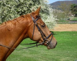 dressage horse Salopard (German Sport Horse, 2006, from Samba Ole)