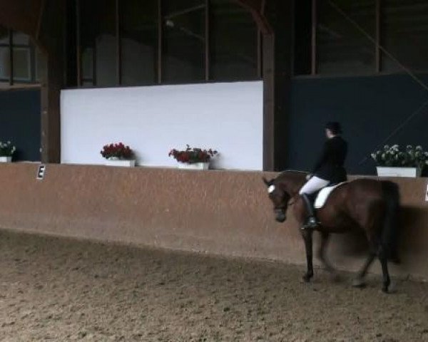 dressage horse Rubina (Westphalian, 1991, from Rex Fritz)