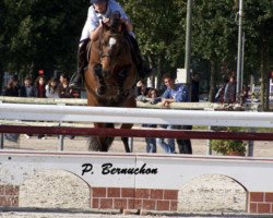 stallion Leopard de Mahoud (French Pony, 1999, from Kilkady Darling)